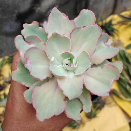 Echeveria Curly Chantilly, real gallery image #10 plants. Picture taken directly from kaktus.id community Echeveria farmer green houses.