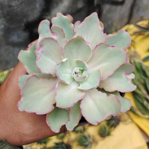Echeveria Curly Chantilly, real gallery image #11 plants. Picture taken directly from kaktus.id community Echeveria farmer green houses.