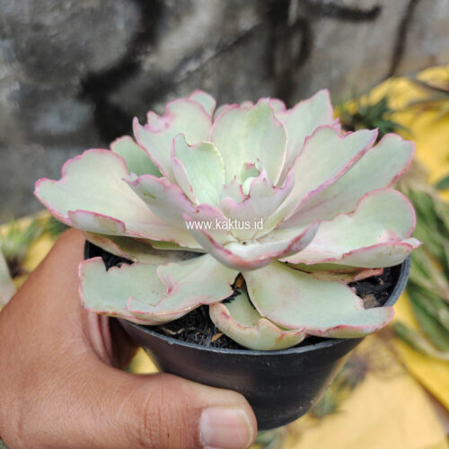 Echeveria Curly Chantilly, real gallery image #12 plants. Picture taken directly from kaktus.id community Echeveria farmer green houses.