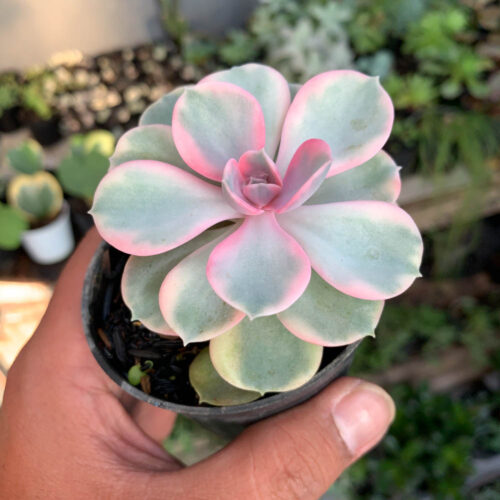 Echeveria Perle Rainbow, real gallery image #3 plants. Picture taken directly from kaktus.id community Echeveria farmer green houses.