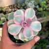 Echeveria Perle Rainbow, real gallery image #4 plants. Picture taken directly from kaktus.id community Echeveria farmer green houses.