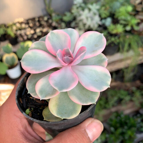 Echeveria Perle Rainbow, real gallery image #1 plants. Picture taken directly from kaktus.id community Echeveria farmer green houses.