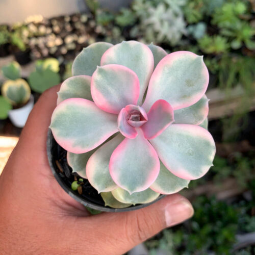 Echeveria Perle Rainbow, real gallery image #2 plants. Picture taken directly from kaktus.id community Echeveria farmer green houses.