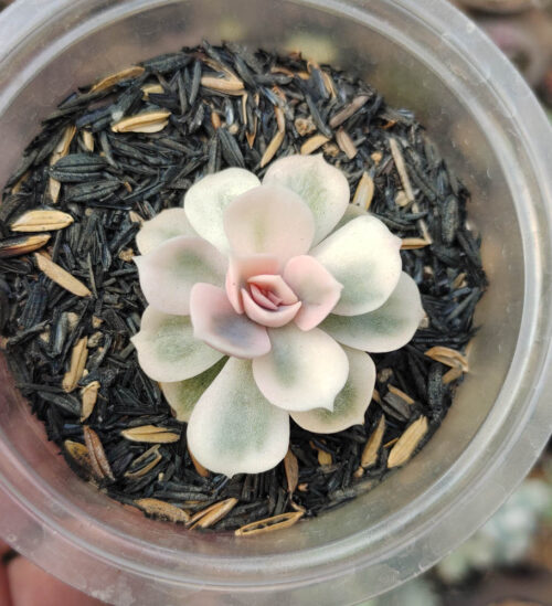 Echeveria White Perle, real gallery image #2 plants. Picture taken directly from kaktus.id community Echeveria farmer green houses.