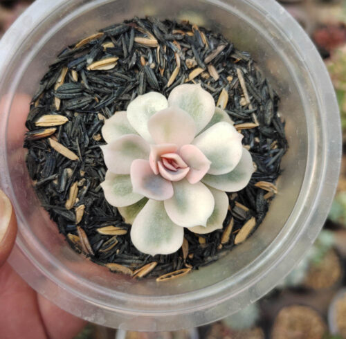 Echeveria White Perle, real gallery image #3 plants. Picture taken directly from kaktus.id community Echeveria farmer green houses.