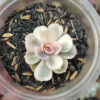 Echeveria White Perle, real feature image plant. Picture taken directly from kaktus.id community Echeveria farmer green houses.