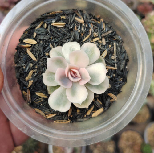 Echeveria White Perle, real gallery image #1 plants. Picture taken directly from kaktus.id community Echeveria farmer green houses.
