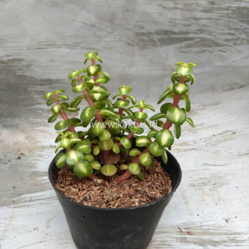 Portulacaria Aurea Medio Picta, real gallery image #2 plants. Picture taken directly from kaktus.id community Portulacaria farmer green houses.
