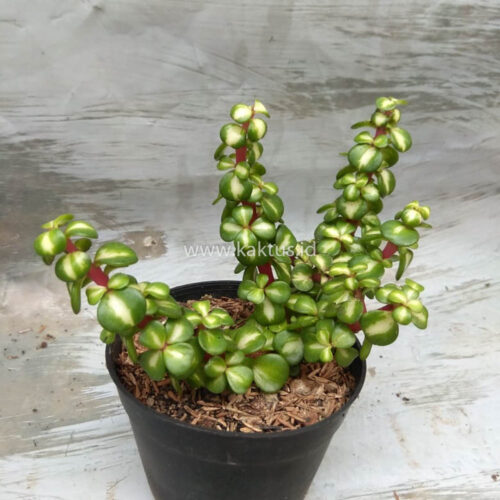 Portulacaria Aurea Medio Picta, real gallery image #3 plants. Picture taken directly from kaktus.id community Portulacaria farmer green houses.
