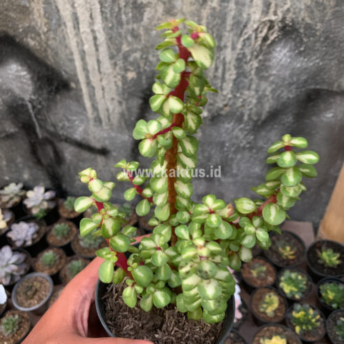 Portulacaria Aurea Medio Picta, real gallery image #4 plants. Picture taken directly from kaktus.id community Portulacaria farmer green houses.
