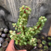 Portulacaria Aurea Medio Picta, real gallery image #5 plants. Picture taken directly from kaktus.id community Portulacaria farmer green houses.