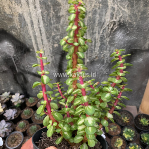 Portulacaria Aurea Medio Picta, real gallery image #6 plants. Picture taken directly from kaktus.id community Portulacaria farmer green houses.