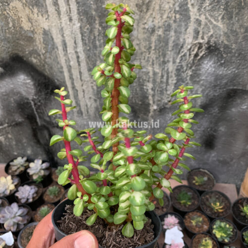 Portulacaria Aurea Medio Picta, real gallery image #7 plants. Picture taken directly from kaktus.id community Portulacaria farmer green houses.