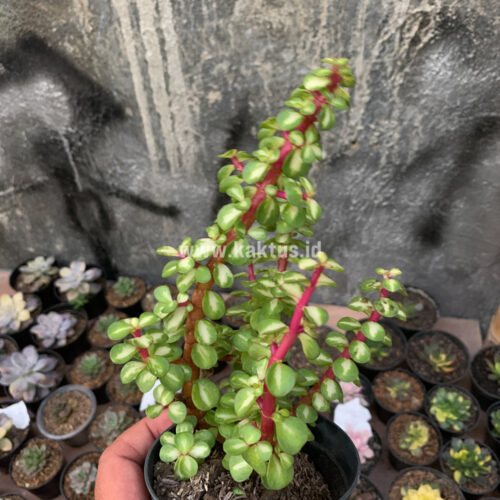 Portulacaria Aurea Medio Picta, real gallery image #8 plants. Picture taken directly from kaktus.id community Portulacaria farmer green houses.