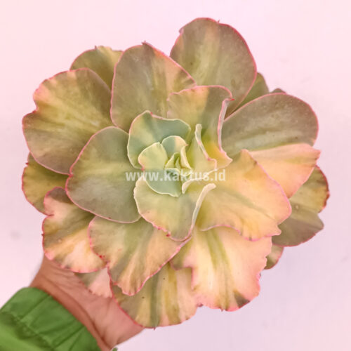 Echeveria San Remo, real gallery image #4 plants. Picture taken directly from kaktus.id community Echeveria farmer green houses.