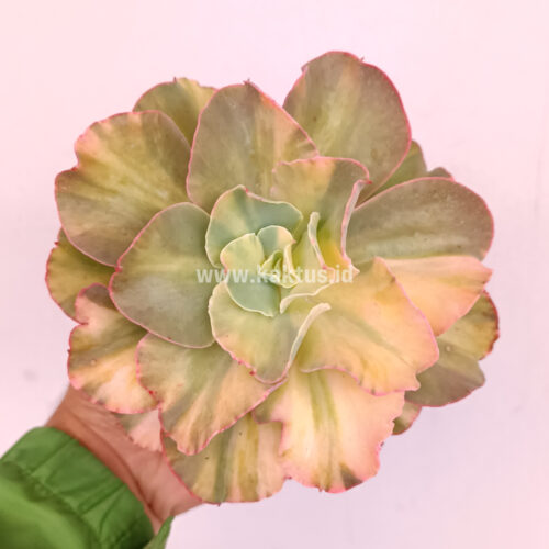 Echeveria San Remo, real gallery image #9 plants. Picture taken directly from kaktus.id community Echeveria farmer green houses.