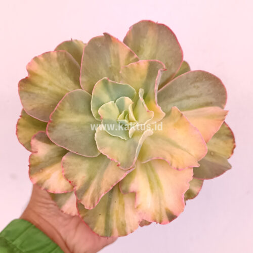 Echeveria San Remo, real gallery image #12 plants. Picture taken directly from kaktus.id community Echeveria farmer green houses.