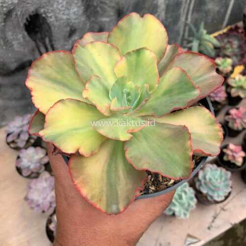 Echeveria San Remo, real gallery image #6 plants. Picture taken directly from kaktus.id community Echeveria farmer green houses.