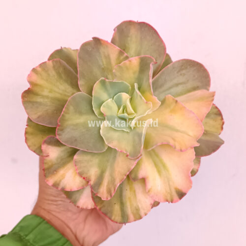 Echeveria San Remo, real gallery image #15 plants. Picture taken directly from kaktus.id community Echeveria farmer green houses.