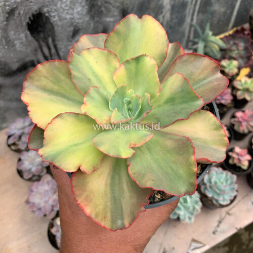 Echeveria San Remo, real gallery image #10 plants. Picture taken directly from kaktus.id community Echeveria farmer green houses.