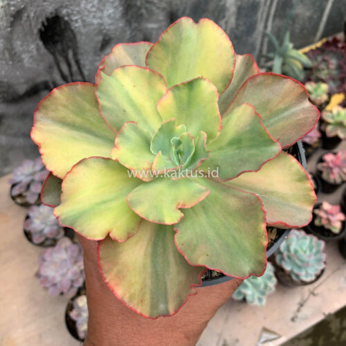 Echeveria San Remo, real gallery image #14 plants. Picture taken directly from kaktus.id community Echeveria farmer green houses.