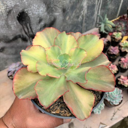 Echeveria San Remo, real gallery image #16 plants. Picture taken directly from kaktus.id community Echeveria farmer green houses.