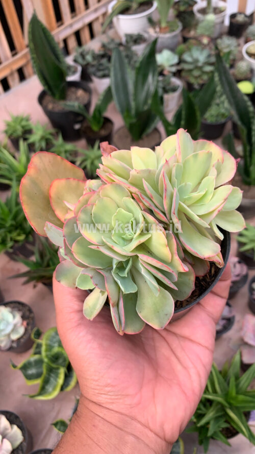 Echeveria San Remo Cluster, real gallery image #9 plants. Picture taken directly from kaktus.id community Echeveria farmer green houses.