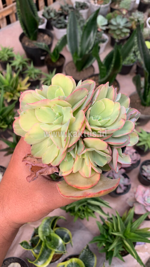 Echeveria San Remo Cluster, real gallery image #8 plants. Picture taken directly from kaktus.id community Echeveria farmer green houses.