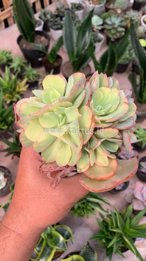 Echeveria San Remo Cluster, real gallery image #7 plants. Picture taken directly from kaktus.id community Echeveria farmer green houses.