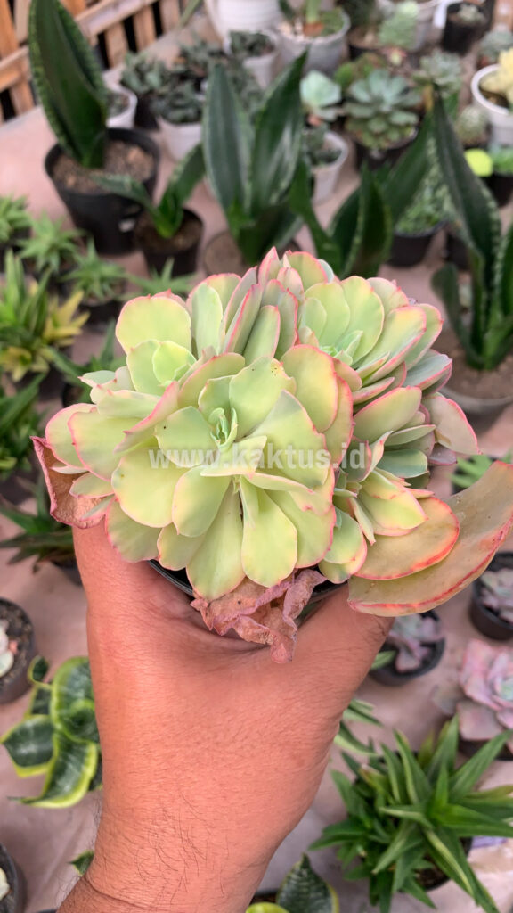 kaktus.id