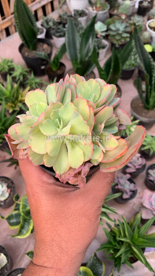 Echeveria San Remo Cluster, real gallery image #5 plants. Picture taken directly from kaktus.id community Echeveria farmer green houses.