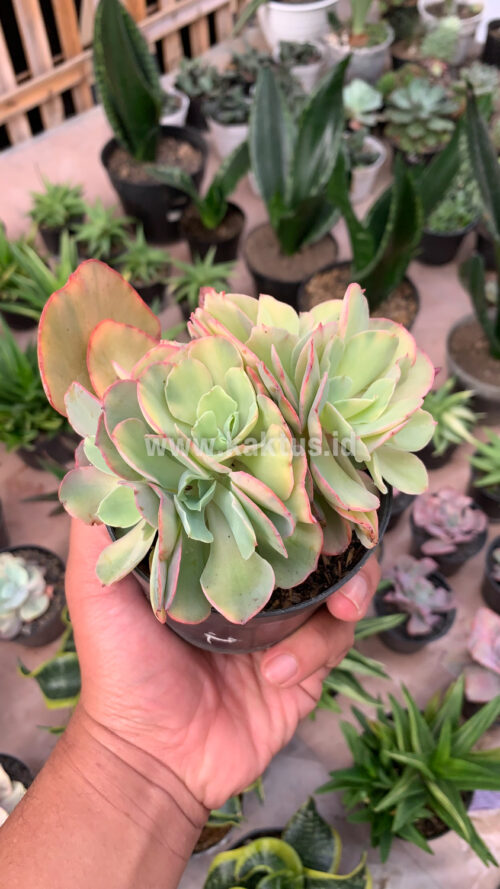 Echeveria San Remo Cluster, real gallery image #4 plants. Picture taken directly from kaktus.id community Echeveria farmer green houses.