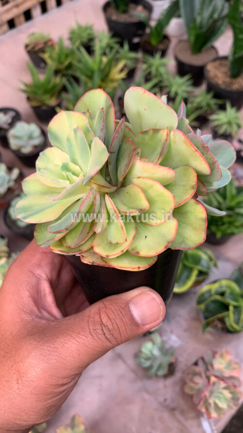 Echeveria San Remo Cluster, real gallery image #3 plants. Picture taken directly from kaktus.id community Echeveria farmer green houses.