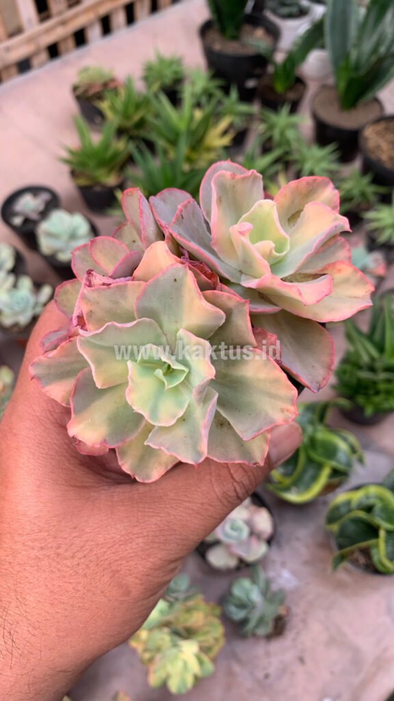 kaktus.id