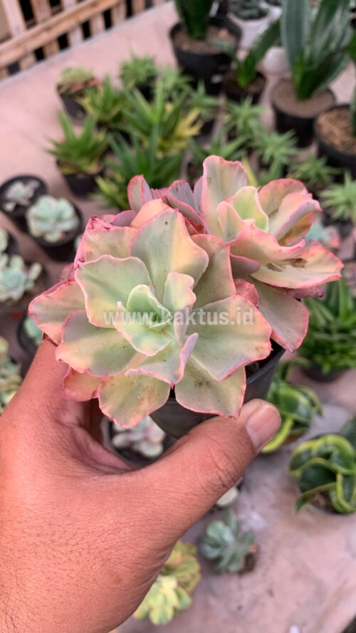 Echeveria San Remo Cluster, real gallery image #1 plants. Picture taken directly from kaktus.id community Echeveria farmer green houses.