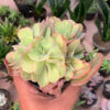 Echeveria San Remo Cluster, real feature image plant. Picture taken directly from kaktus.id community Echeveria farmer green houses.