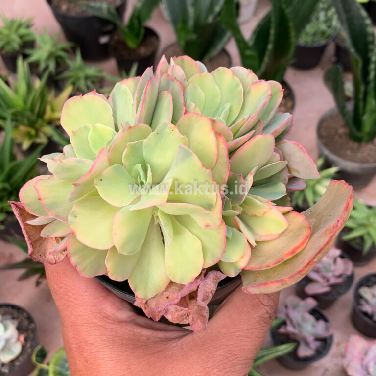 644. Echeveria San Remo Cluster