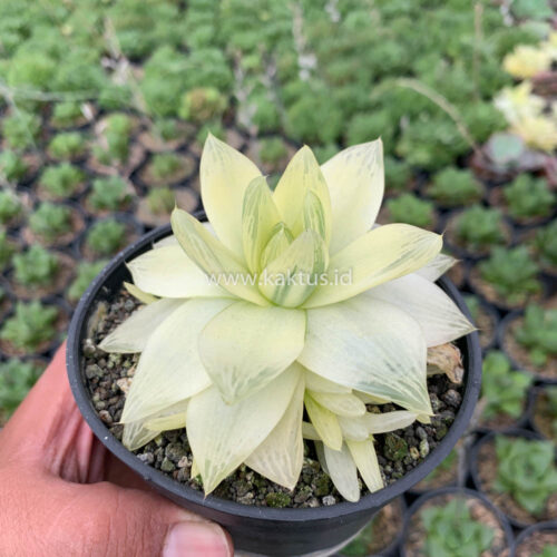 Haworthia Cymbiformis Aurea Variegated, real gallery image #2 plants. Picture taken directly from kaktus.id community Haworthia farmer green houses.