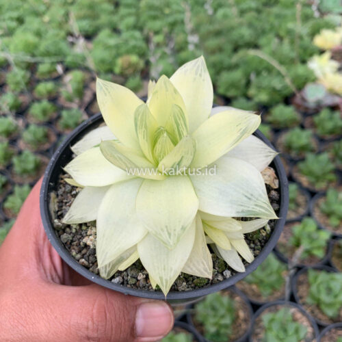Haworthia Cymbiformis Aurea Variegated, real gallery image #3 plants. Picture taken directly from kaktus.id community Haworthia farmer green houses.