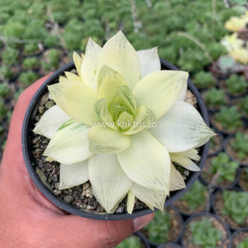 Haworthia Cymbiformis Aurea Variegated, real gallery image #4 plants. Picture taken directly from kaktus.id community Haworthia farmer green houses.