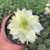Haworthia Cymbiformis Aurea Variegated, real gallery image #5 plants. Picture taken directly from kaktus.id community Haworthia farmer green houses.