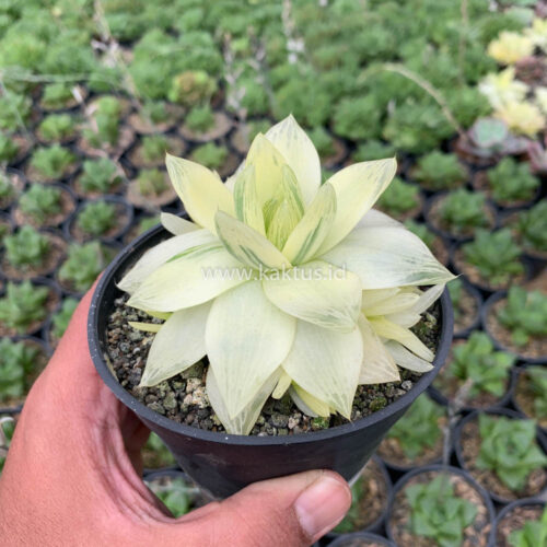 Haworthia Cymbiformis Aurea Variegated, real gallery image #1 plants. Picture taken directly from kaktus.id community Haworthia farmer green houses.