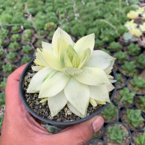 Haworthia Cymbiformis Aurea Variegated, real gallery image #6 plants. Picture taken directly from kaktus.id community Haworthia farmer green houses.