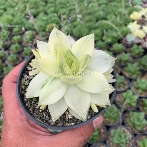 Haworthia Cymbiformis Aurea Variegated, real gallery image #7 plants. Picture taken directly from kaktus.id community Haworthia farmer green houses.