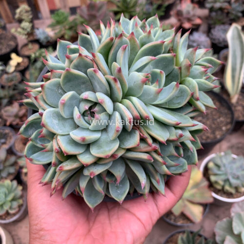 Echeveria Chihuahuensis Cluster, real gallery image #4 plants. Picture taken directly from kaktus.id community Echeveria farmer green houses.