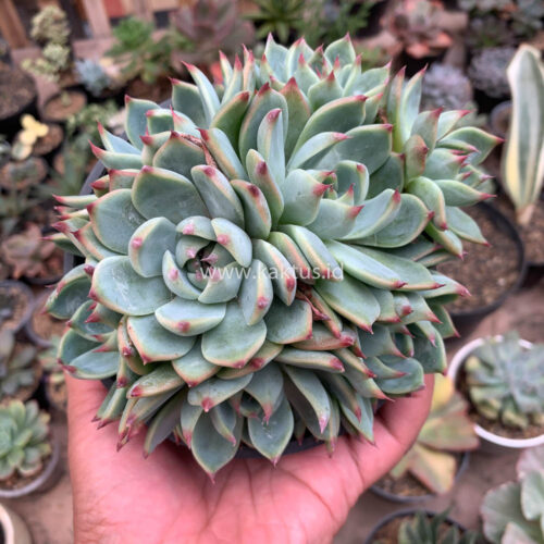 Echeveria Chihuahuensis Cluster, real gallery image #6 plants. Picture taken directly from kaktus.id community Echeveria farmer green houses.