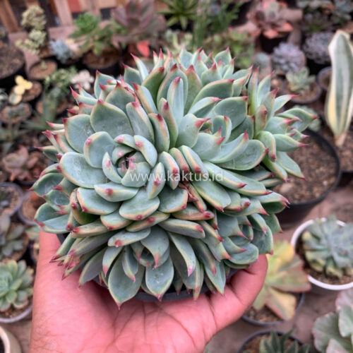 Echeveria Chihuahuensis Cluster, real gallery image #3 plants. Picture taken directly from kaktus.id community Echeveria farmer green houses.