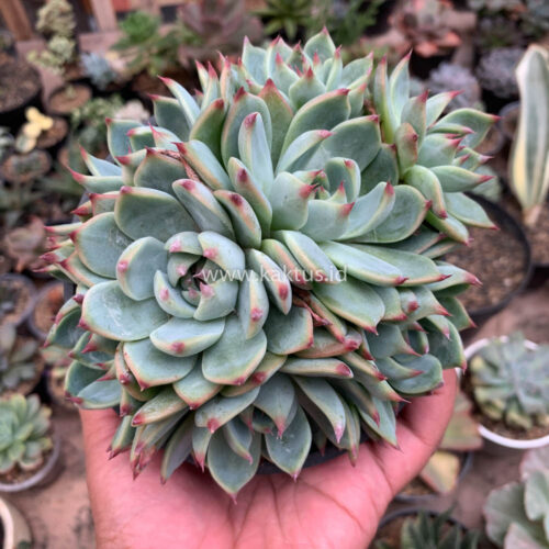 Echeveria Chihuahuensis Cluster, real gallery image #7 plants. Picture taken directly from kaktus.id community Echeveria farmer green houses.