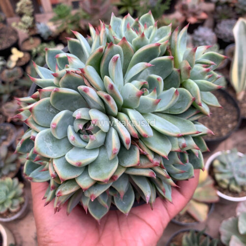 Echeveria Chihuahuensis Cluster, real gallery image #8 plants. Picture taken directly from kaktus.id community Echeveria farmer green houses.
