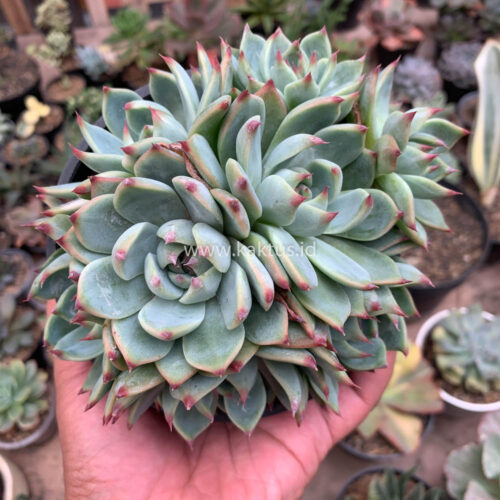 Echeveria Chihuahuensis Cluster, real gallery image #1 plants. Picture taken directly from kaktus.id community Echeveria farmer green houses.